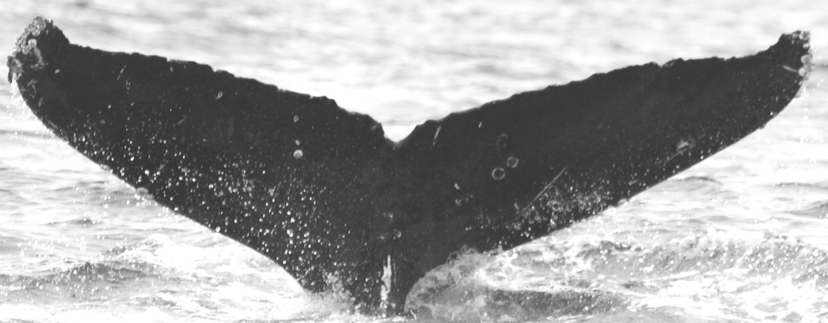 Fluke of CRC-15860
