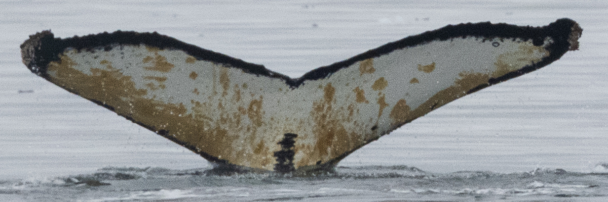 Fluke of HW-MN1304948