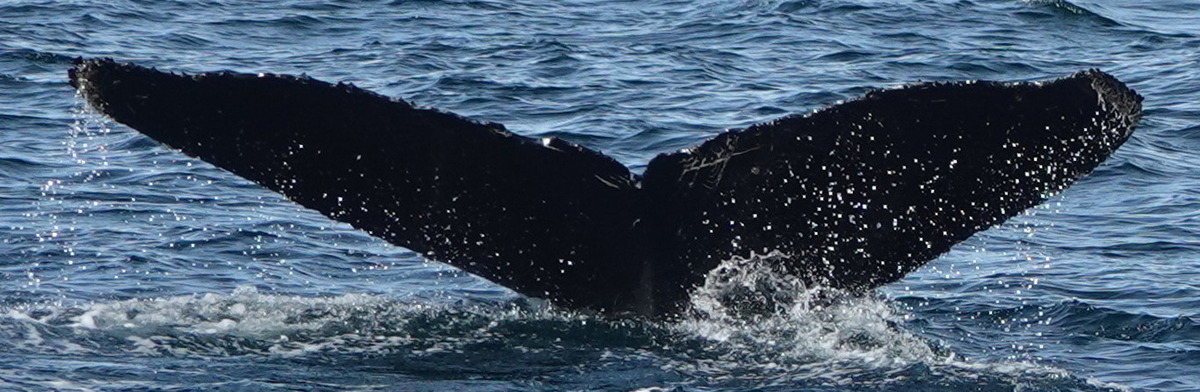 Fluke of HW-MN1304952