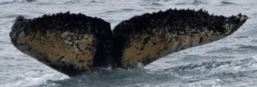 Fluke of HW-MN1304959