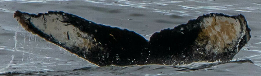 Fluke of HW-MN1304964