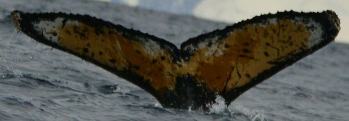 Fluke of HW-MN1304981