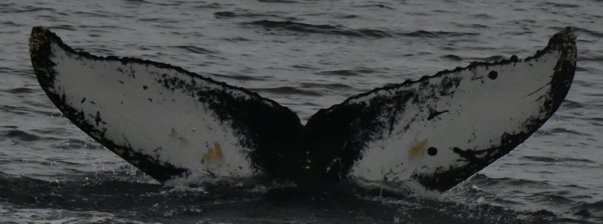 Fluke of HW-MN1305109