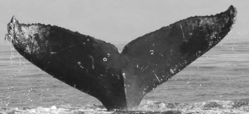Fluke of CRC-12330