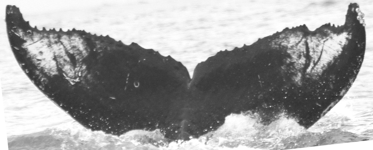 Fluke of CRC-15677