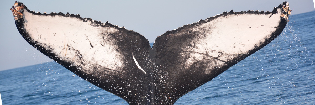 Fluke of CRC-21662