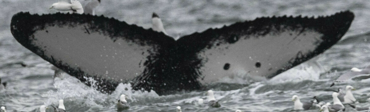 Fluke of ниша  (RCHP)