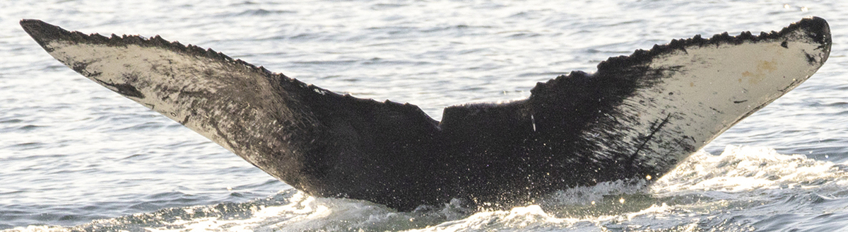 Fluke of CRC-21667