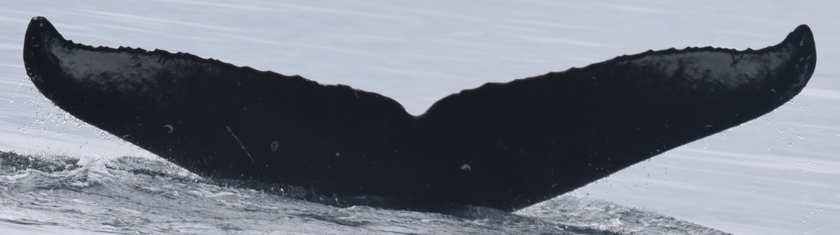 Fluke of 2021 calf of Sirius