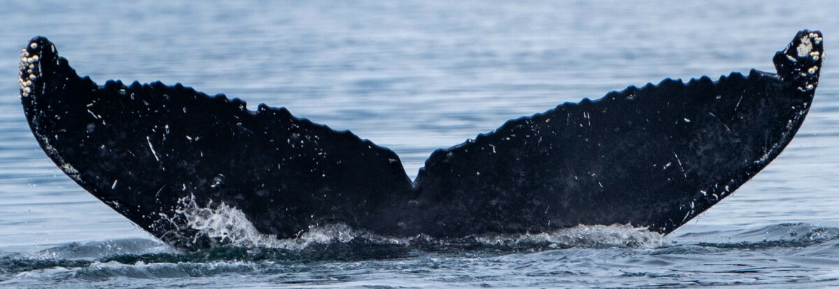 Fluke of Peggy (BC)