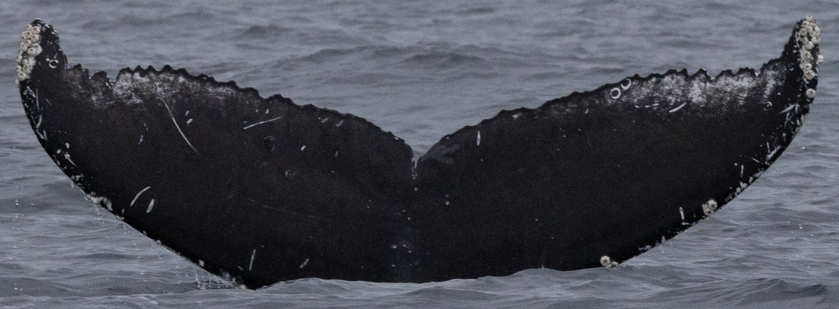Fluke of CRC-21106