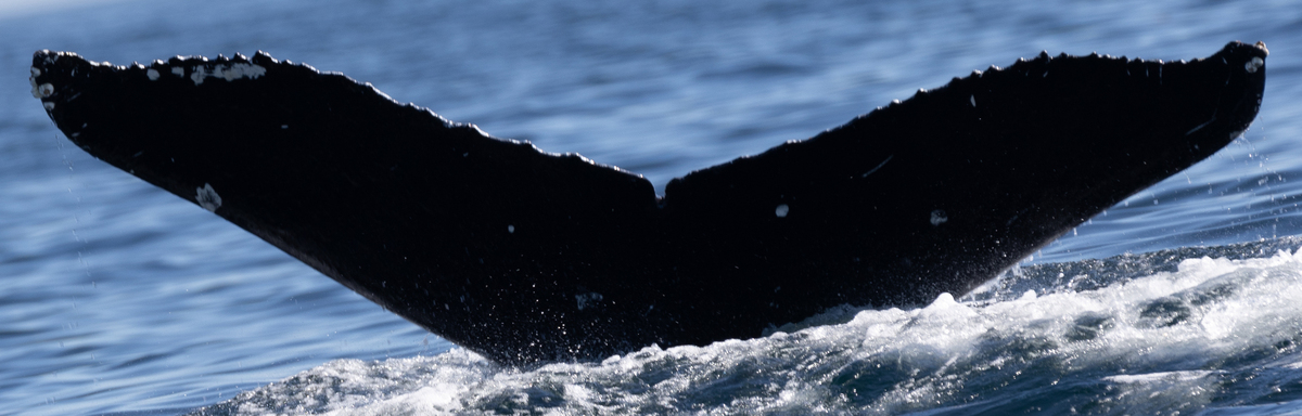 Fluke of CRC-21105