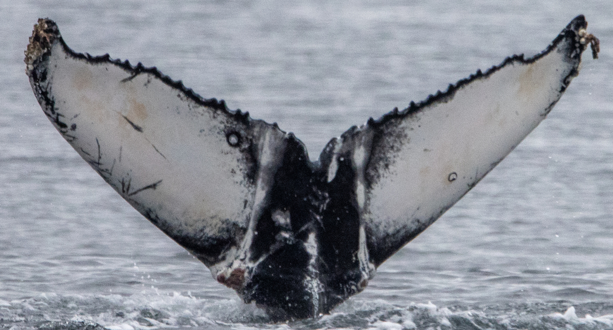 Fluke of CRC-21673