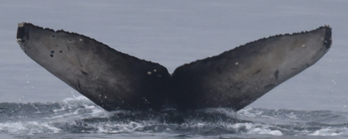 Fluke of CRC-21104