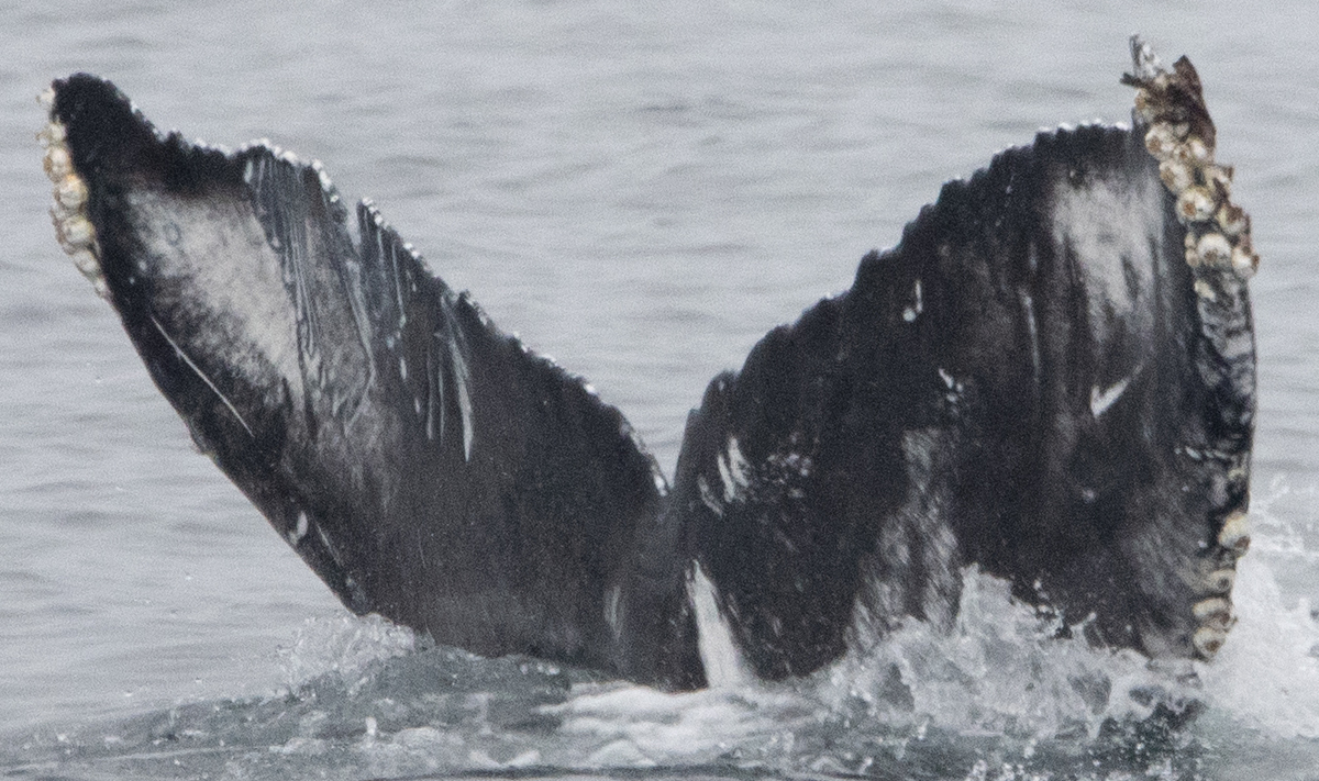 Fluke of Vortex (Salish Sea)