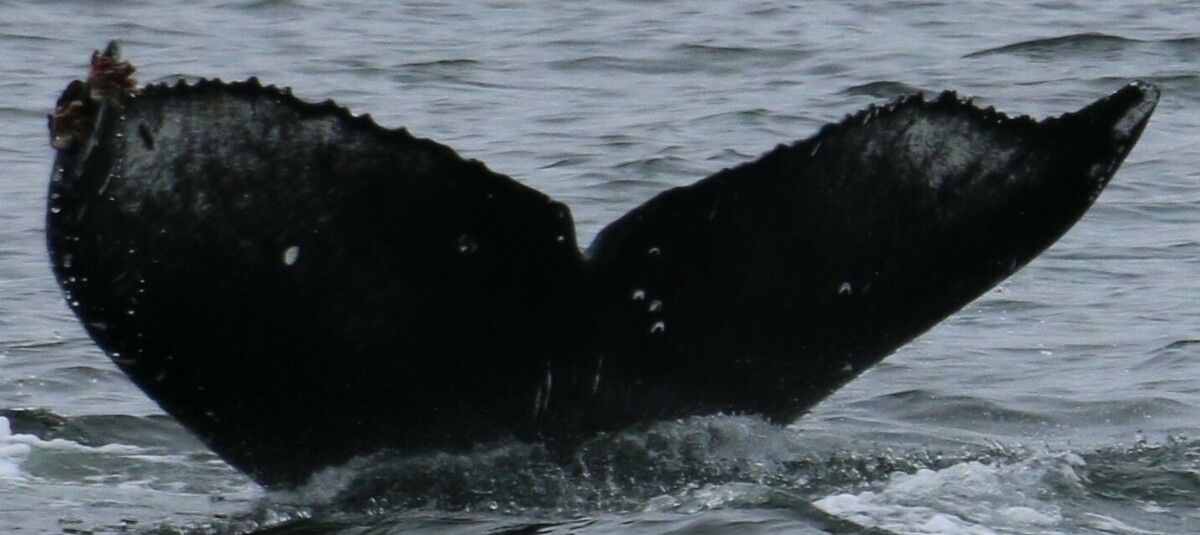Fluke of Gossamer (Salish Sea)
