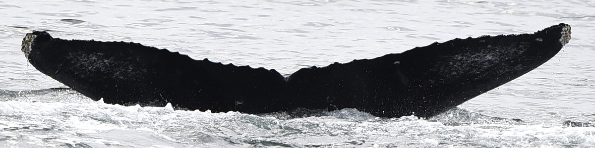 Fluke of Vector (Salish Sea)