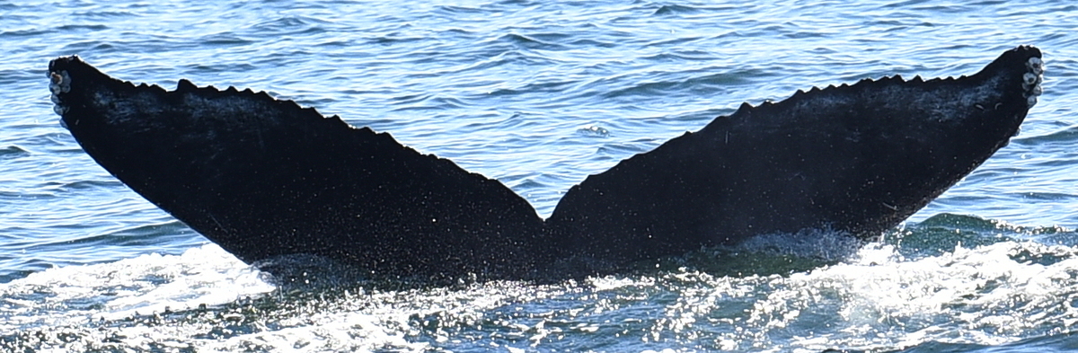 Fluke of 2022 calf of Ocean