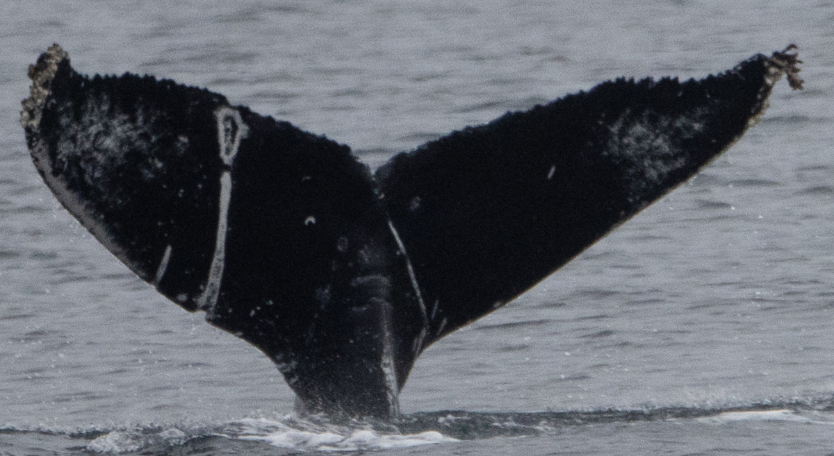 Fluke of CRC-21681