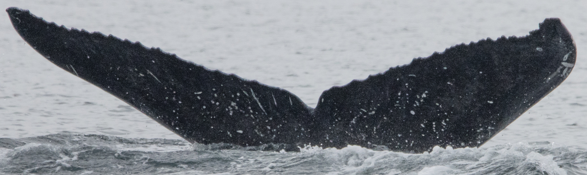 Fluke of CRC-21684