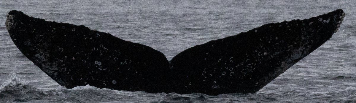 Fluke of CRC-21685