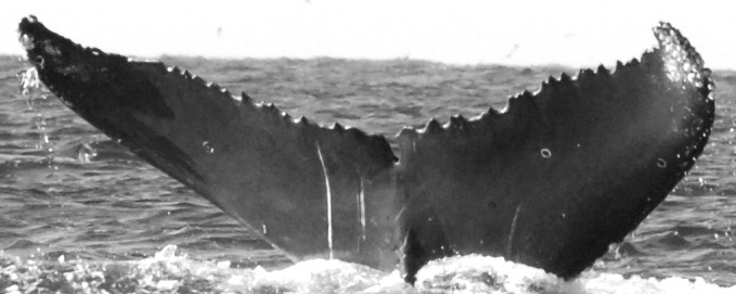 Fluke of CRC-15797