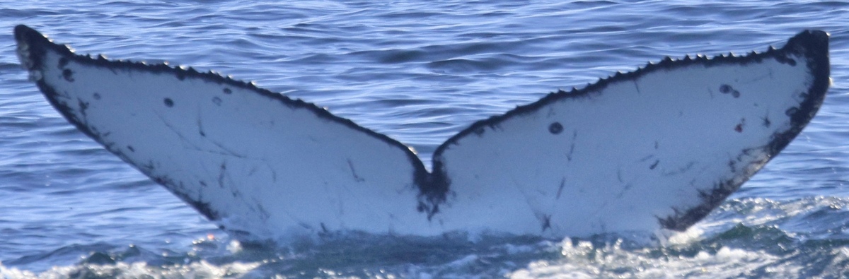 Fluke of Mimi (2022-2023 calf of Fade)