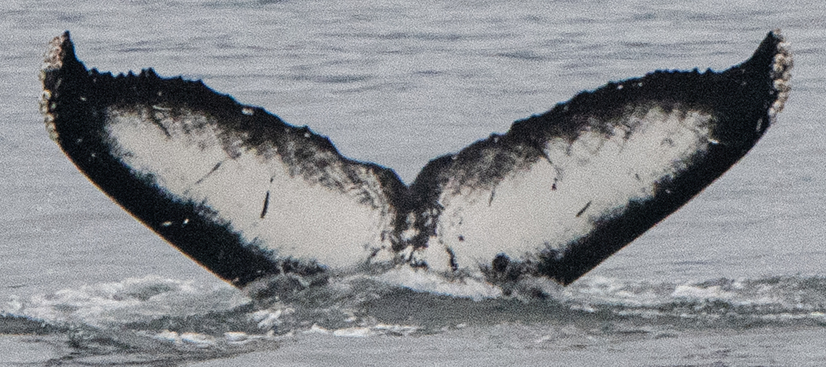 Fluke of Sentry (BC)