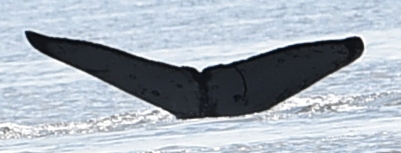 Fluke of Wallace (MERS)
