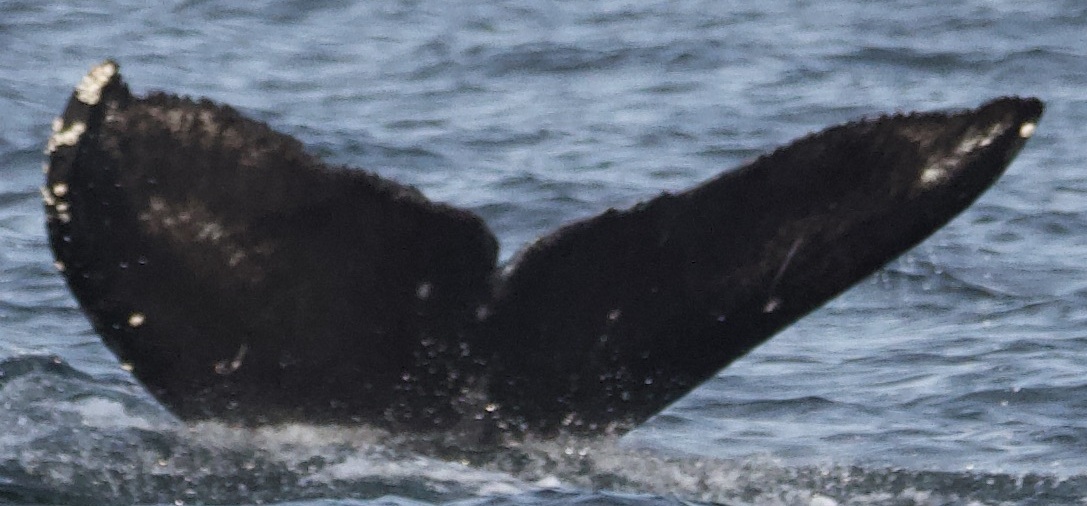 Fluke of Callisto (Salish Sea)