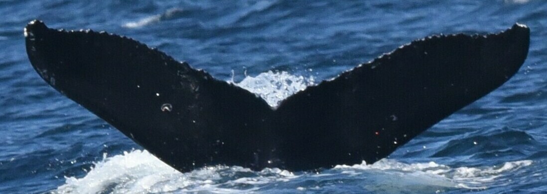 Fluke of CRC-21688