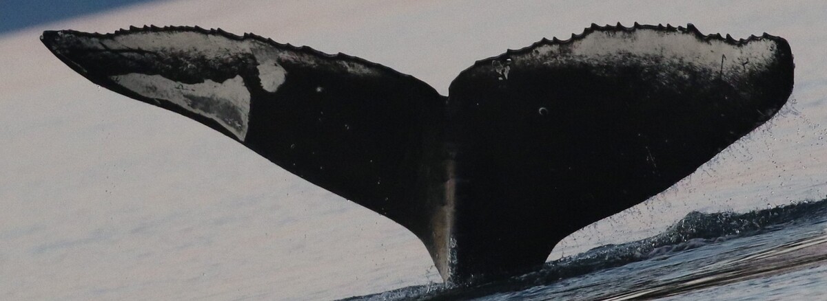 Fluke of CRC-22469