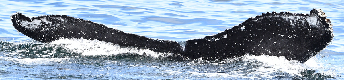 Fluke of CRC-21690