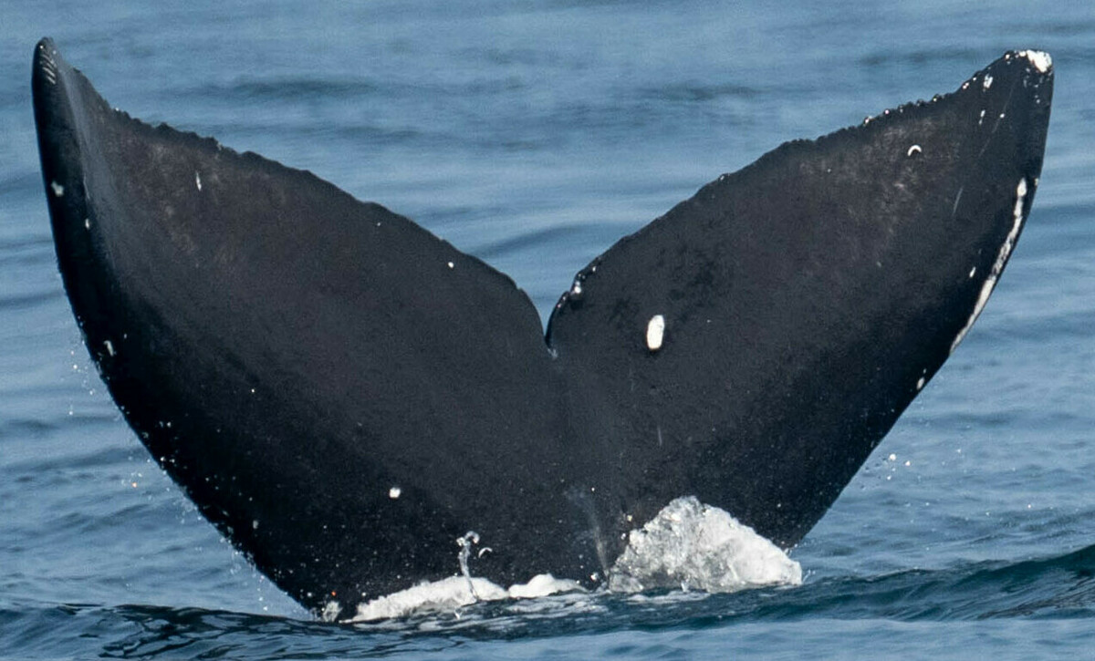 Fluke of CRC-21691