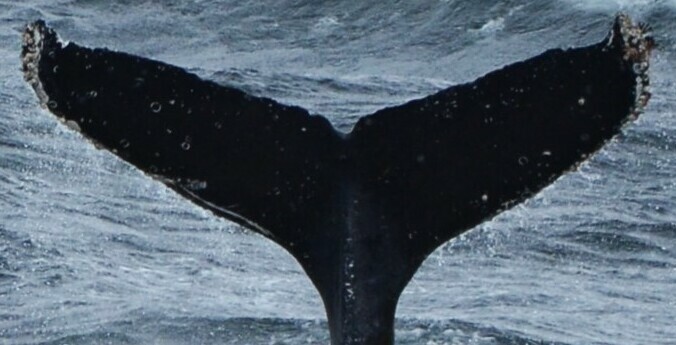 Fluke of HW-MN0430160