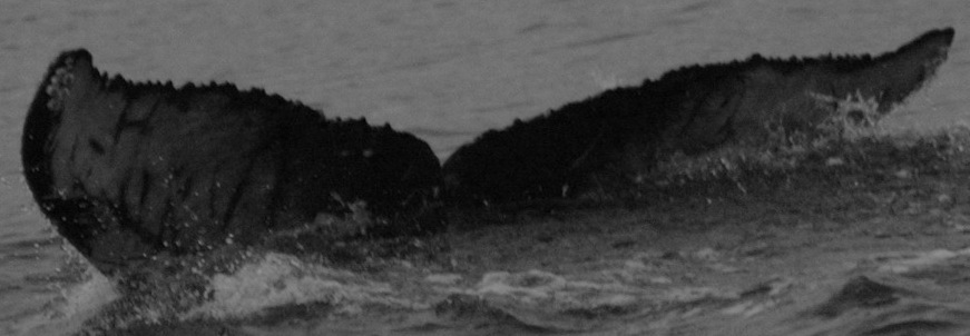 Fluke of HW-MN0430161