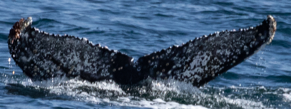 Fluke of HW-MN0430168