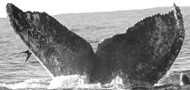 Fluke of CRC-15740