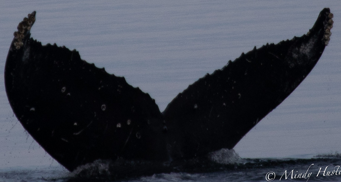 Fluke of HW-MN0401465