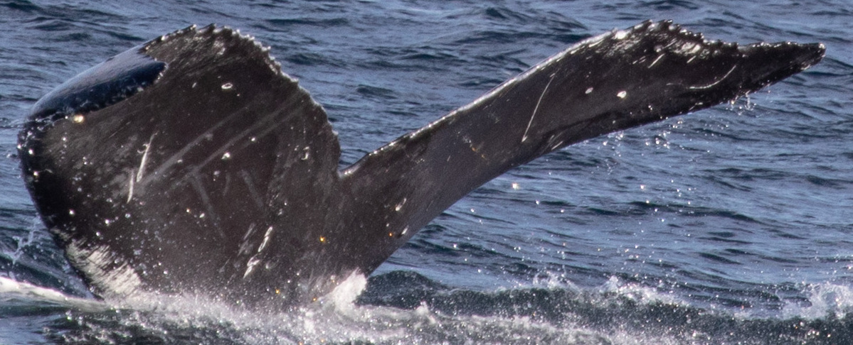 Fluke of HW-MN0401472