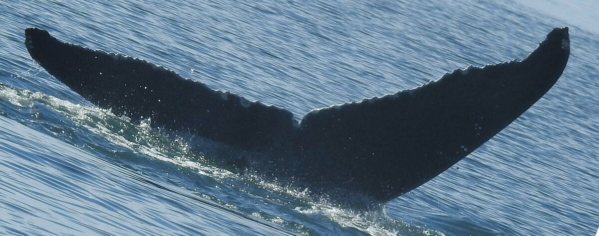 Fluke of 2023 calf of SEAK-2455