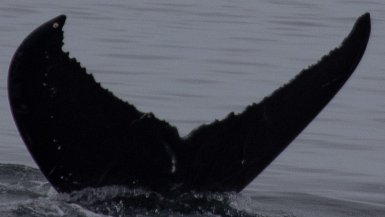 Fluke of CRC-22032
