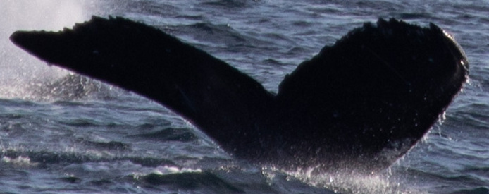 Fluke of SEAK-5602