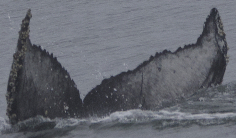 Fluke of CRC-21148