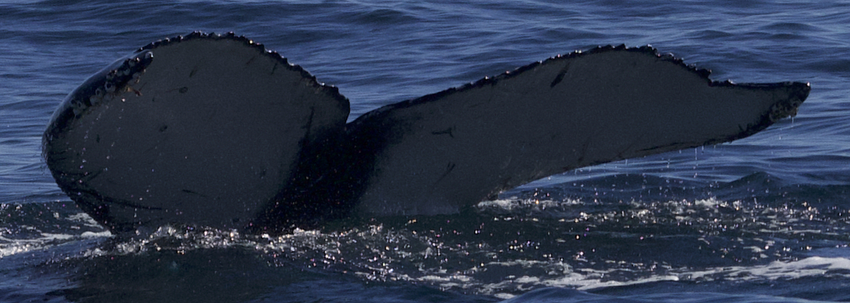 Fluke of CRC-21698