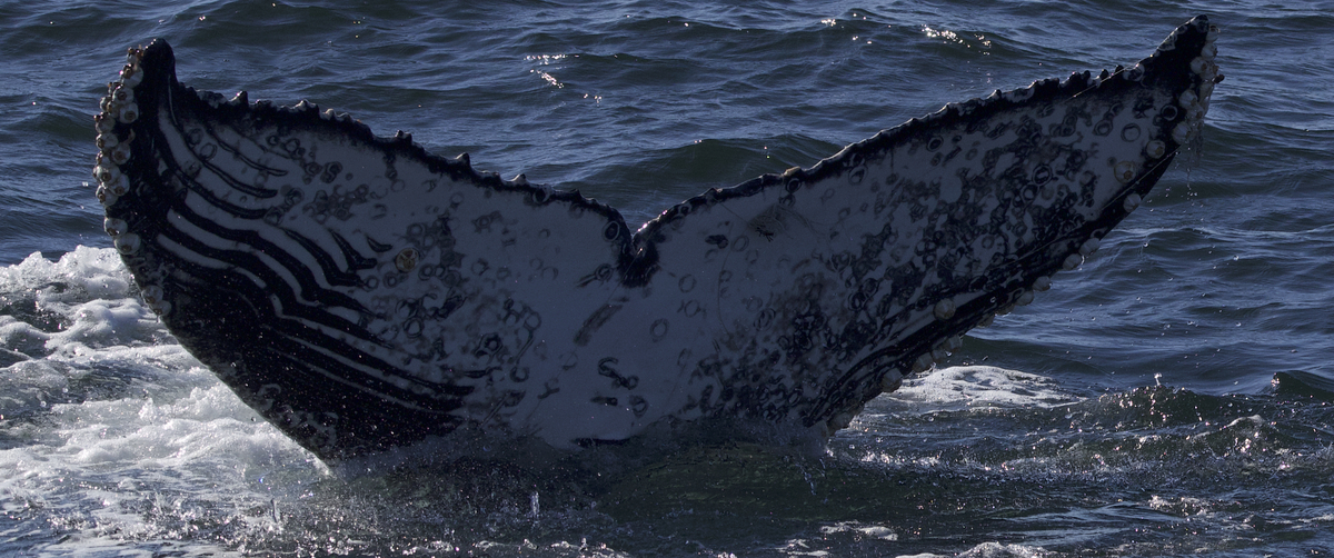 Fluke of CRC-21226