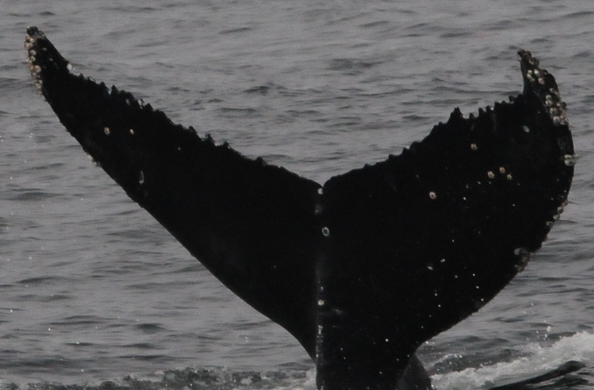 Fluke of CRC-21707