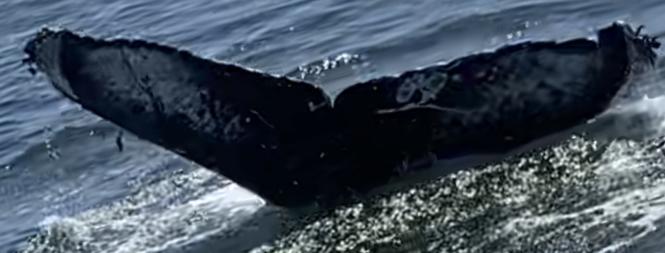 Fluke of CRC-21718