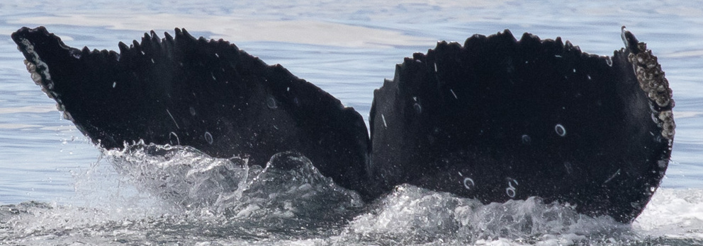 Fluke of CRC-21721