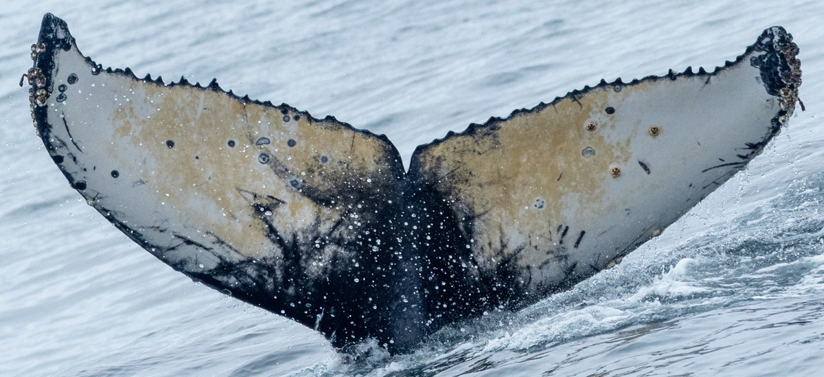 Fluke of CRC-21725